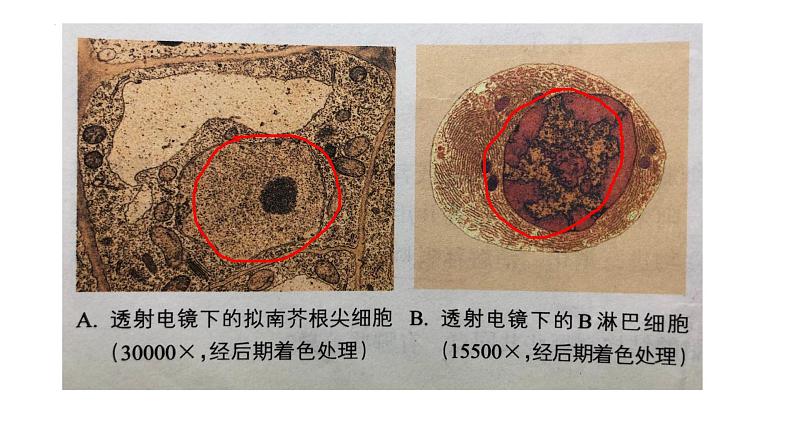 2.4 细胞核是细胞生命活动的控制中心-【高效备课】2022-2023学年高一生物同步备课优质课件(浙科版2019必修1)01
