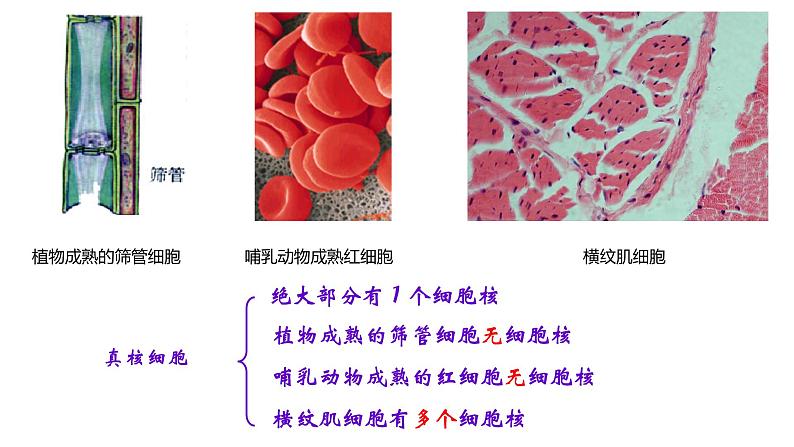 2.4 细胞核是细胞生命活动的控制中心-【高效备课】2022-2023学年高一生物同步备课优质课件(浙科版2019必修1)02