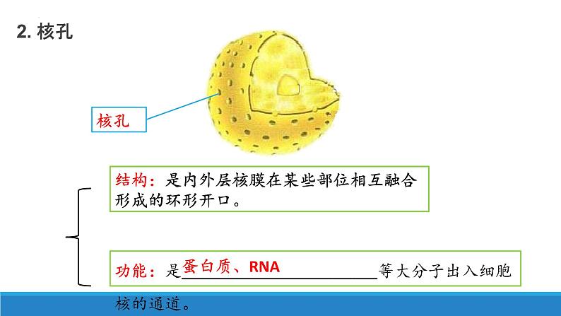 2.4 细胞核是细胞生命活动的控制中心-【高效备课】2022-2023学年高一生物同步备课优质课件(浙科版2019必修1)07