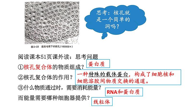 2.4 细胞核是细胞生命活动的控制中心-【高效备课】2022-2023学年高一生物同步备课优质课件(浙科版2019必修1)08