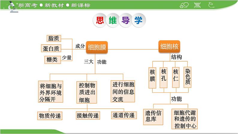 【高考大一轮单元复习】高考生物单元复习课件与检测-第04讲《细胞膜与细胞核》(新教材新高考)05