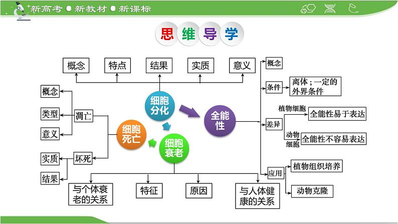 【高考大一轮单元复习】高考生物单元复习课件与检测-第12讲《细胞的分化、衰老和死亡》(新教材新高考)05