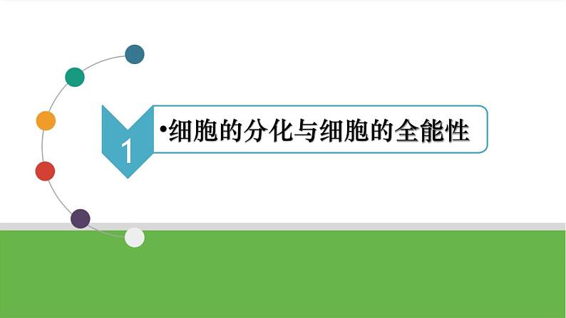 【高考大一轮单元复习】高考生物单元复习课件与检测-第12讲《细胞的分化、衰老和死亡》(新教材新高考)06