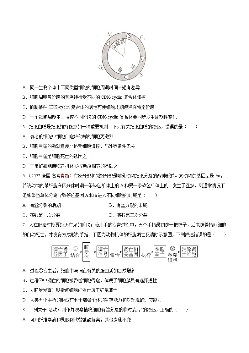 【高考大一轮单元复习】高考生物单元复习课件与检测-第四单元《细胞的生命历程》(测试卷)(新教材新高考)(原卷版)第2页