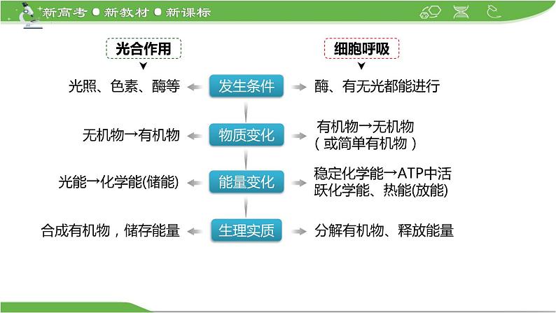 【高考大一轮单元复习】高考生物单元复习课件与检测-微专题01《光合作用与细胞呼吸知识综合》(新教材新高考)第8页