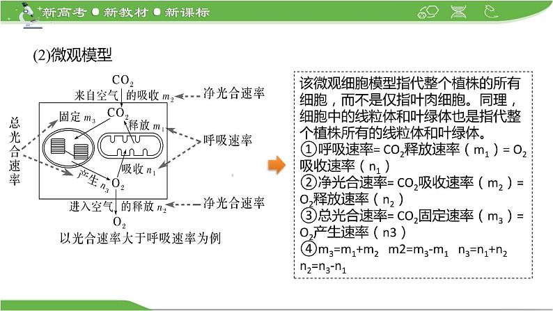 【高考大一轮单元复习】高考生物单元复习课件与检测-微专题02《光合作用与细胞呼吸三率的分析与测定》(新教材新高考)第8页