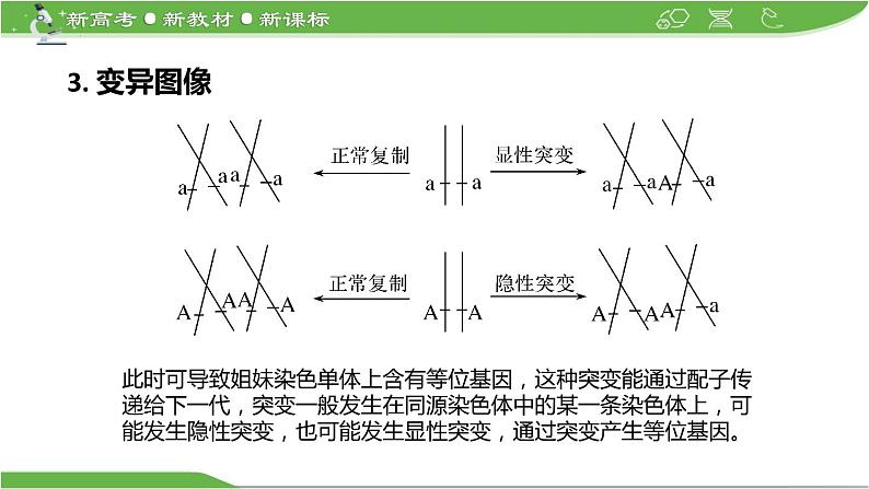 【高考大一轮单元复习】高考生物单元复习课件与检测-微专题04《细胞分裂与可遗传变异的关系》(新教材新高考)第5页