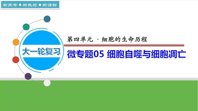 【高考大一轮单元复习】高考生物单元复习课件与检测-微专题05《细胞自噬与细胞凋亡》(新教材新高考)第1页