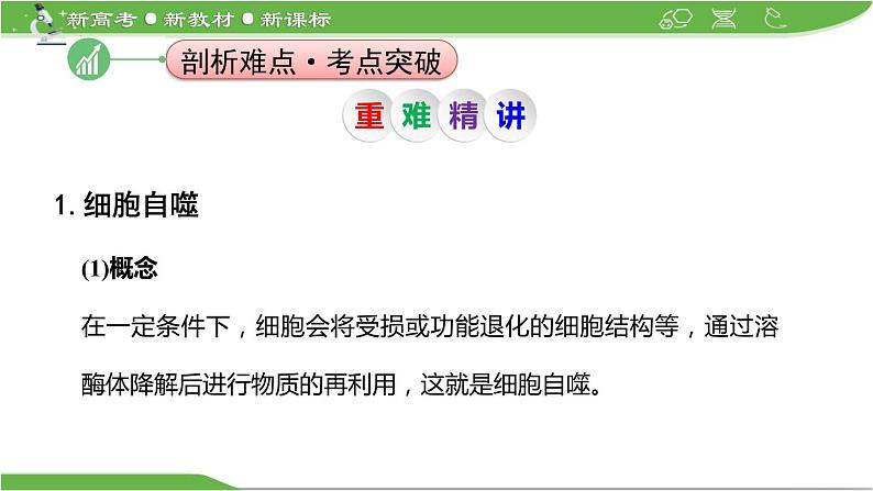 【高考大一轮单元复习】高考生物单元复习课件与检测-微专题05《细胞自噬与细胞凋亡》(新教材新高考)第2页