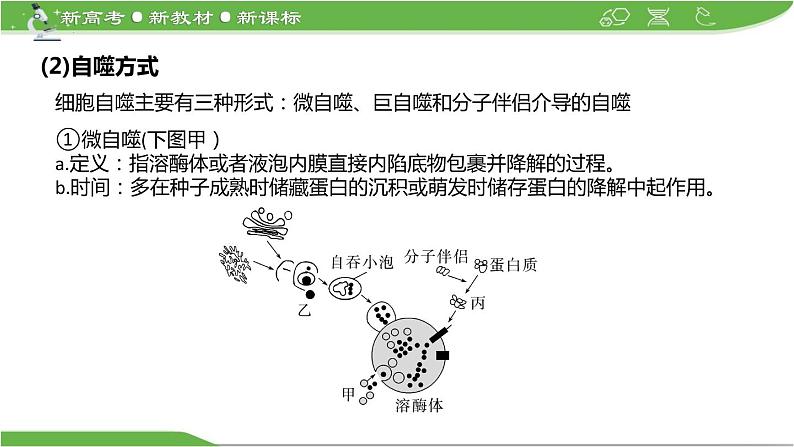 【高考大一轮单元复习】高考生物单元复习课件与检测-微专题05《细胞自噬与细胞凋亡》(新教材新高考)第3页