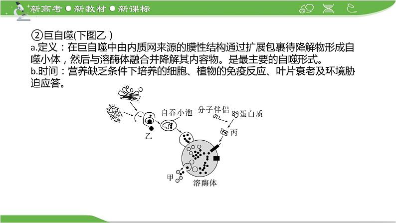 【高考大一轮单元复习】高考生物单元复习课件与检测-微专题05《细胞自噬与细胞凋亡》(新教材新高考)第4页