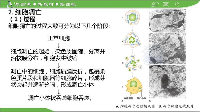 【高考大一轮单元复习】高考生物单元复习课件与检测-微专题05《细胞自噬与细胞凋亡》(新教材新高考)第8页