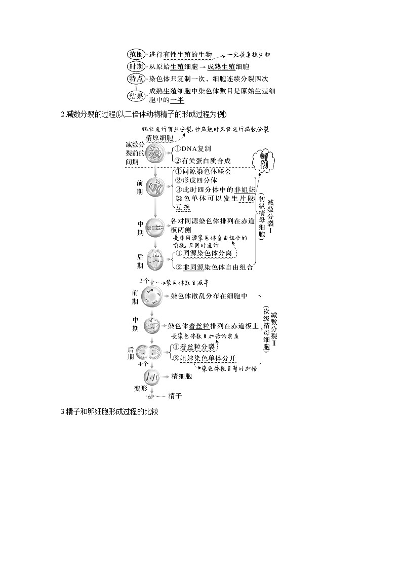 【高考考点专题复习】高考生物考点专题复习——考向08《减数分裂和受精作用》全能卷(全国通用)(解析版)第2页