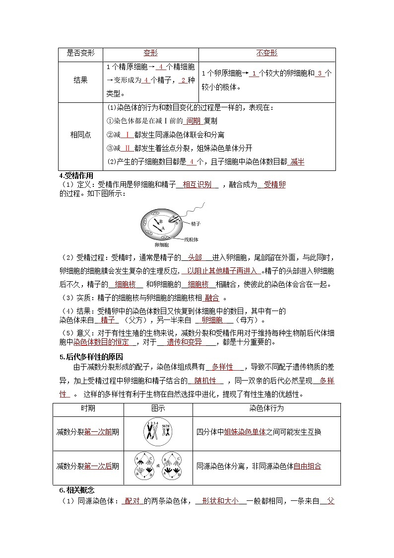 【高考精细化复习】生物(必修2)一轮复习  第3讲《减数分裂和受精作用》讲义(解析版)(全国通用)第2页