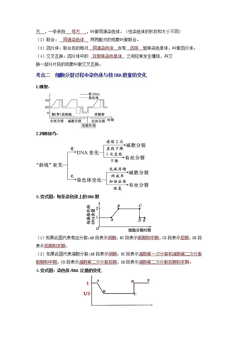 【高考精细化复习】生物(必修2)一轮复习  第3讲《减数分裂和受精作用》讲义(解析版)(全国通用)第3页