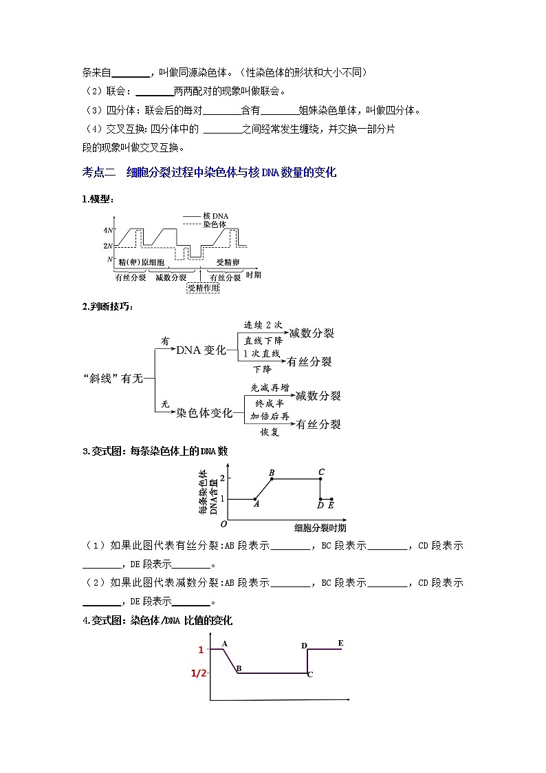 【高考精细化复习】生物(必修2)一轮复习  第3讲《减数分裂和受精作用》讲义(原卷版)(全国通用)第3页