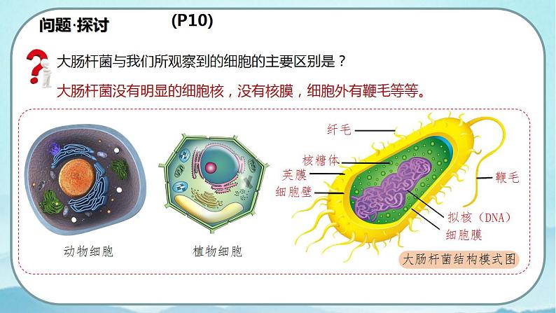 1.2 细胞的多样性和统一性(第2课时)-高中生物 课件+练习(人教版2019 必修一)04