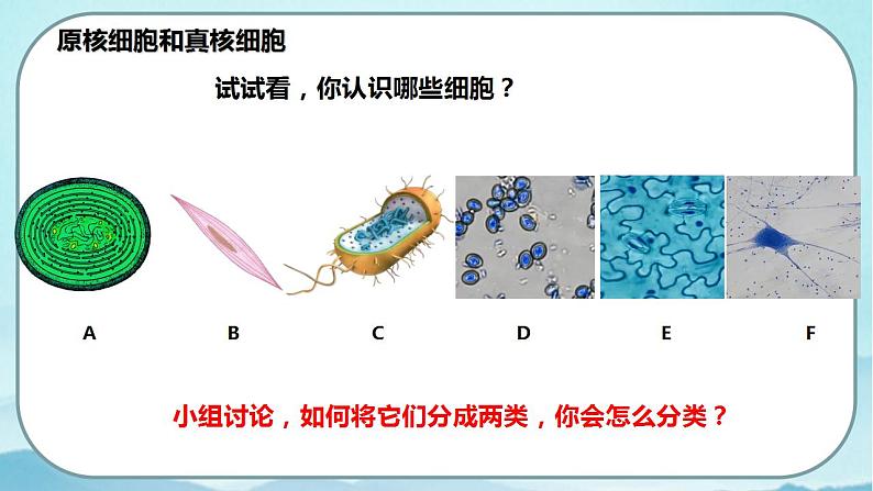 1.2 细胞的多样性和统一性(第2课时)-高中生物 课件+练习(人教版2019 必修一)05
