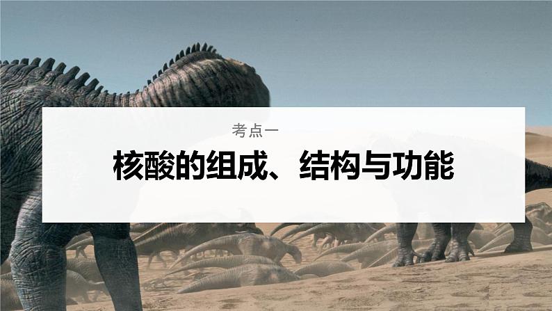 【高考一轮专题复习】高考生物专题复习——第04讲《核酸》复习课件(新教材新高考)第5页