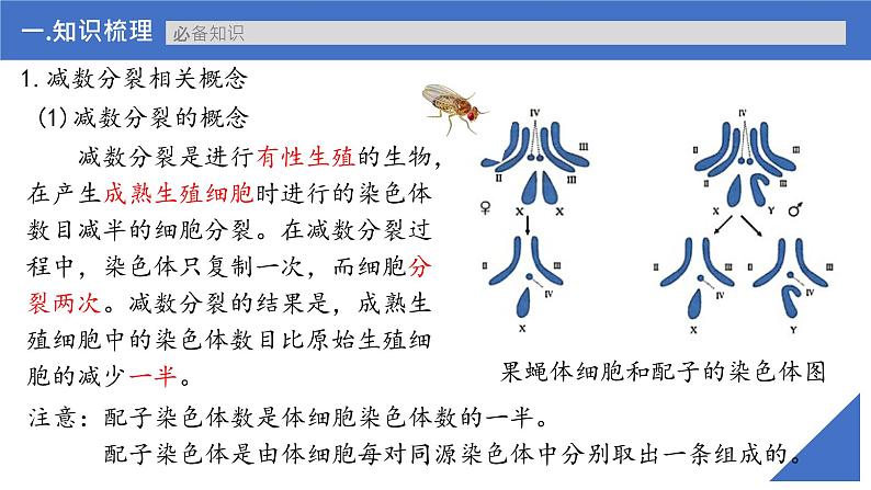 【高考一轮专题复习】高考生物专题复习——第17讲《减数分裂和受精作用》复习课件(新教材新高考)第6页