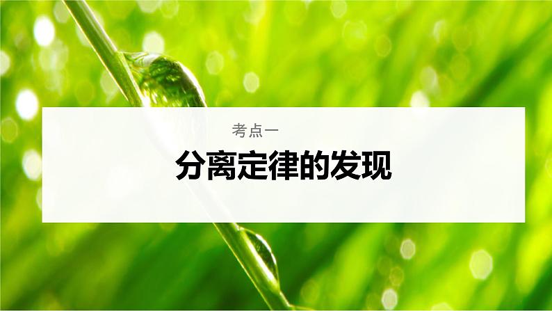 【高考一轮专题复习】高考生物专题复习——第20讲《分离定律的发现及应用》复习课件(新教材新高考)第5页