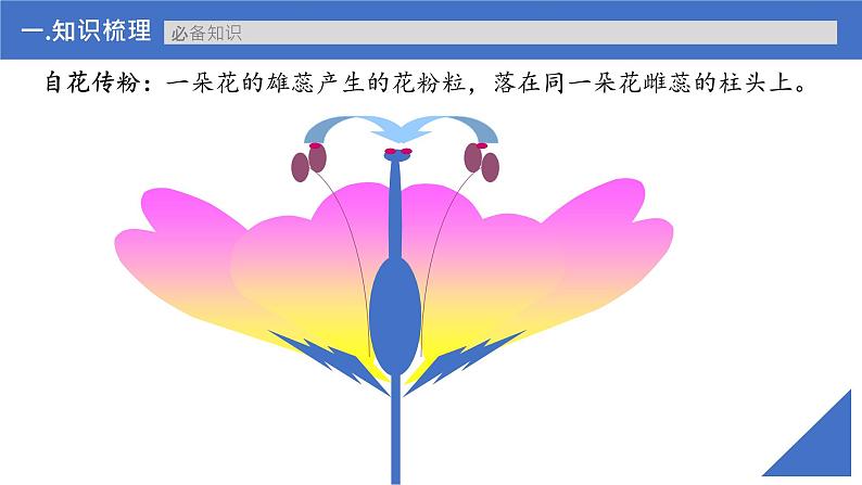 【高考一轮专题复习】高考生物专题复习——第20讲《分离定律的发现及应用》复习课件(新教材新高考)第7页