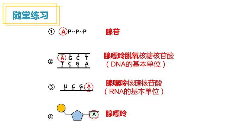 人教版高中生物高一必修一分子与细胞课件5.2细胞的能量“货币”ATP06