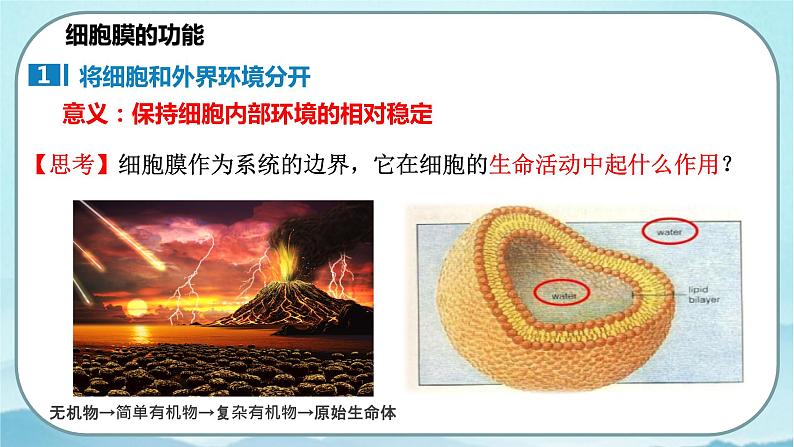 3.1 细胞膜的结构和功能(课件)第5页