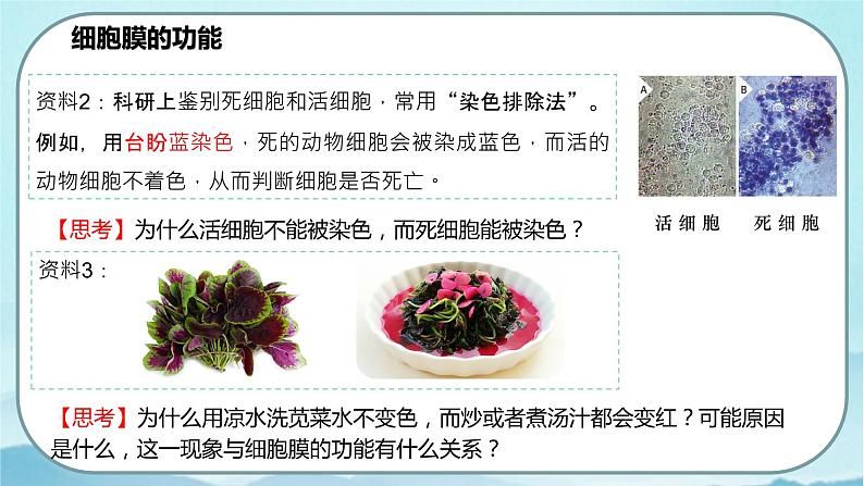 3.1 细胞膜的结构和功能(课件)第6页