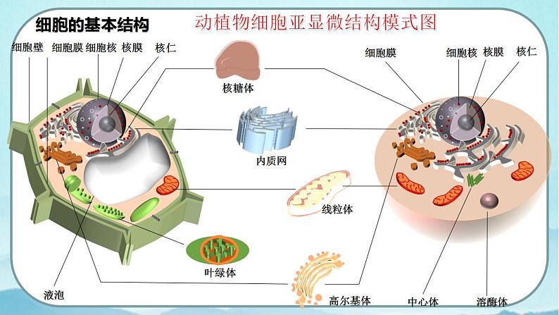 3.2 细胞器之间的分工合作(第1课时)-高中生物 课件+练习(人教版2019 必修一)04
