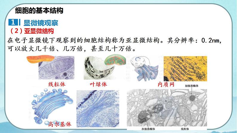 3.2 细胞器之间的分工合作(第1课时)-高中生物 课件+练习(人教版2019 必修一)07