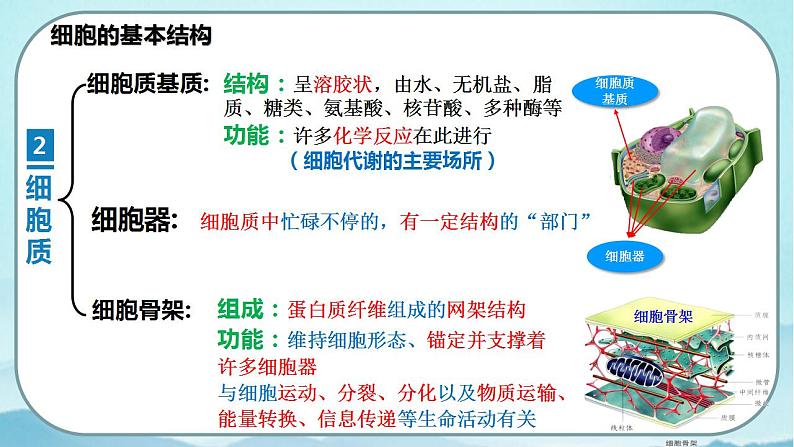 3.2 细胞器之间的分工合作(第1课时)-高中生物 课件+练习(人教版2019 必修一)08