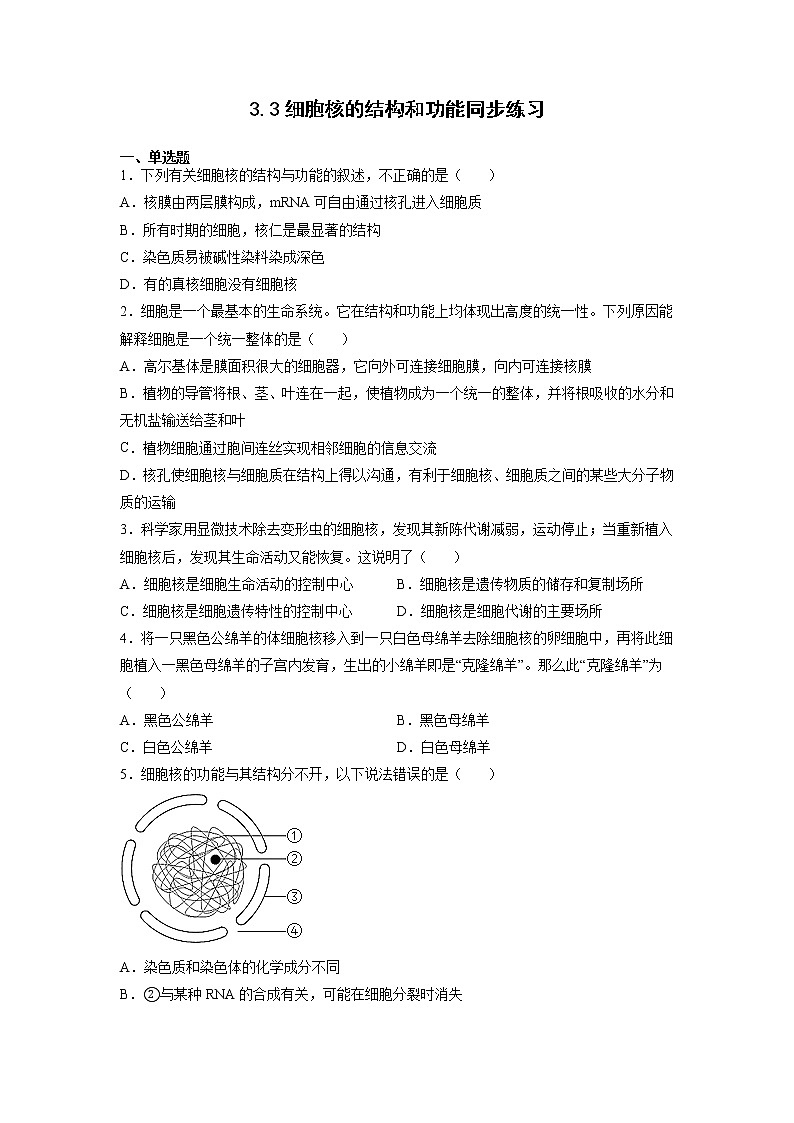 3.3 细胞核的结构和功能-高中生物 课件+练习(人教版2019 必修一)01