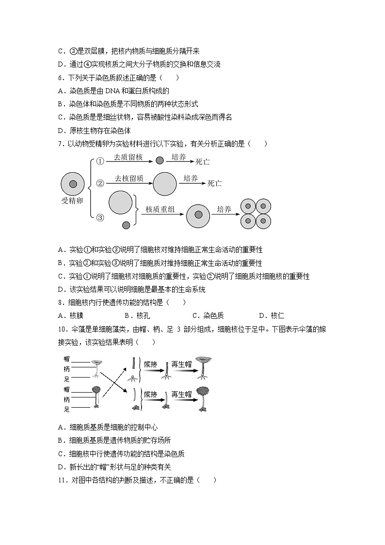 3.3 细胞核的结构和功能-高中生物 课件+练习(人教版2019 必修一)02