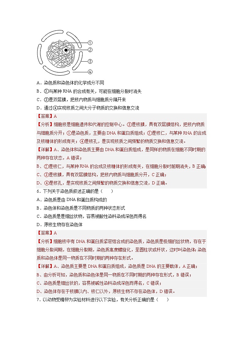 3.3 细胞核的结构和功能-高中生物 课件+练习(人教版2019 必修一)03