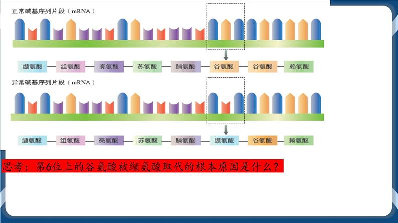 第九单元 基因突变以及其他变异 课件第6页