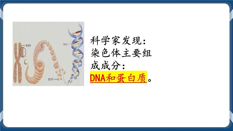 考点01 DNA是主要的遗传物质 课件第4页