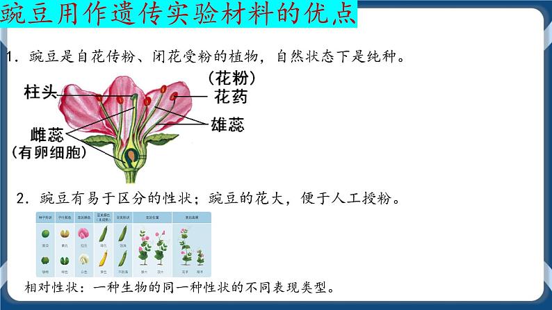 考点01 孟德尔的豌豆杂交实验(一)课件第6页