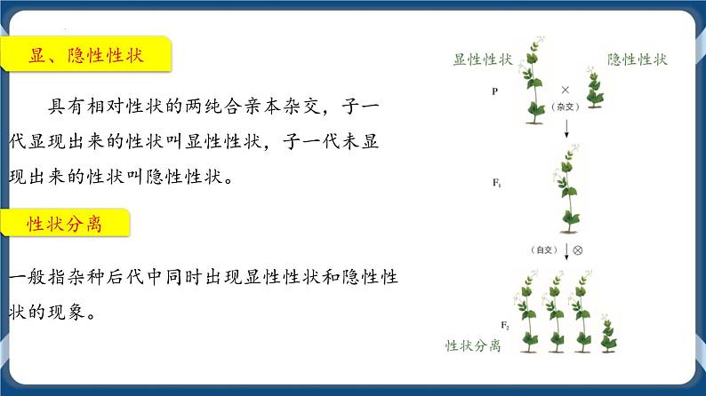 考点01 孟德尔的豌豆杂交实验(一)课件第8页