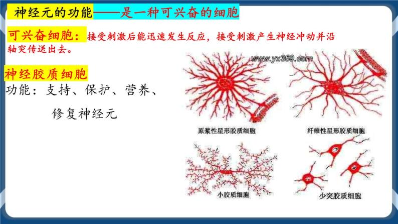 考点01 神经调节的结构与基本方式 课件08