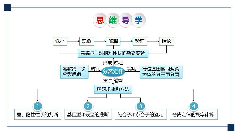 第13讲 孟德尔的豌豆杂交实验(一)——基因的分离定律 课件第5页
