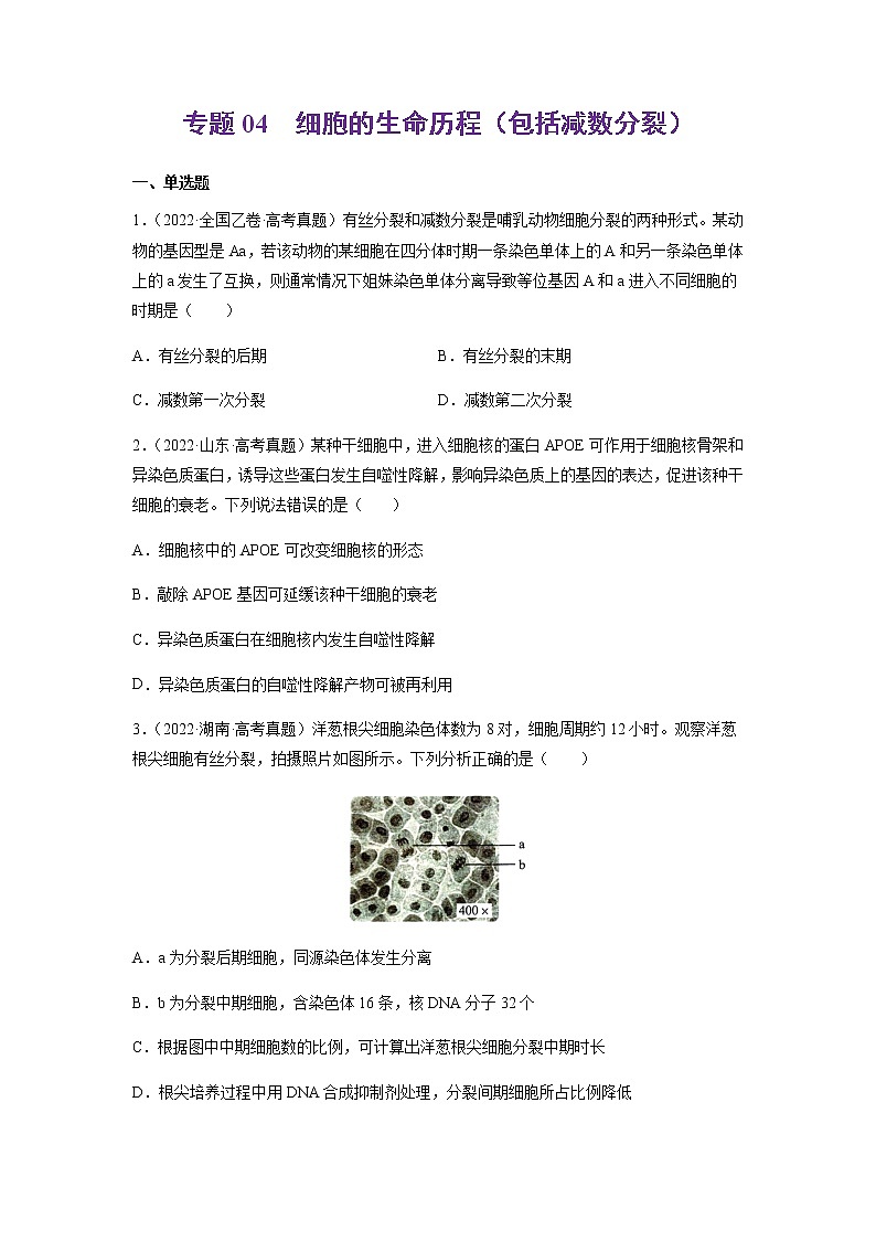 专题04 细胞的生命历程(包括减数分裂)-十年(2013-2022)高考生物真题分项汇编(全国通用)(原卷版)第1页