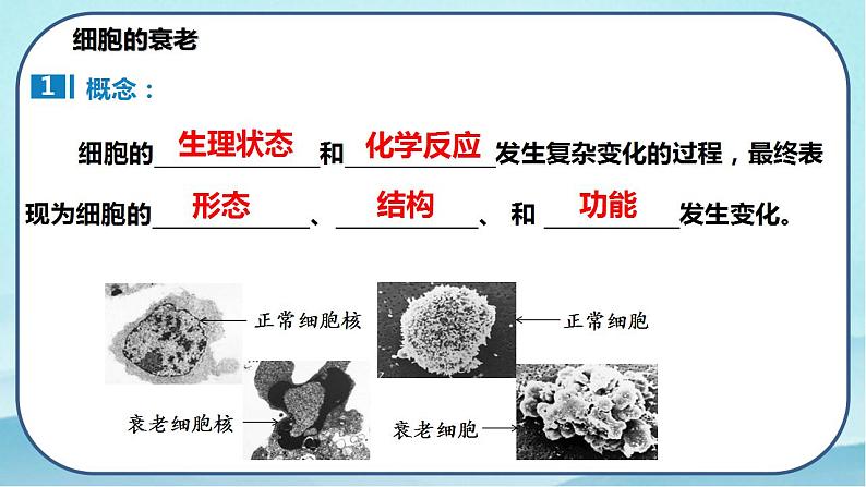6.3 细胞的衰老和死亡(课件)第4页