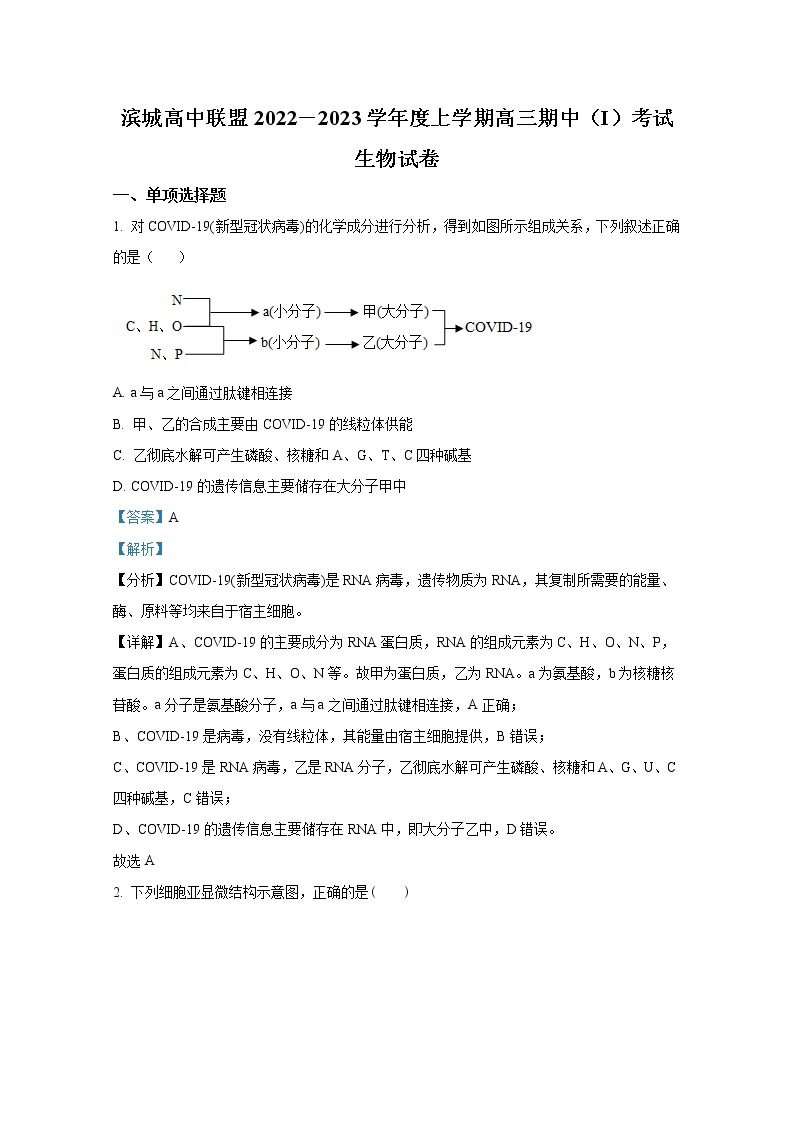 辽宁省大连市滨城高中联盟2022-2023学年高三生物上学期期中试卷（Word版附答案）01