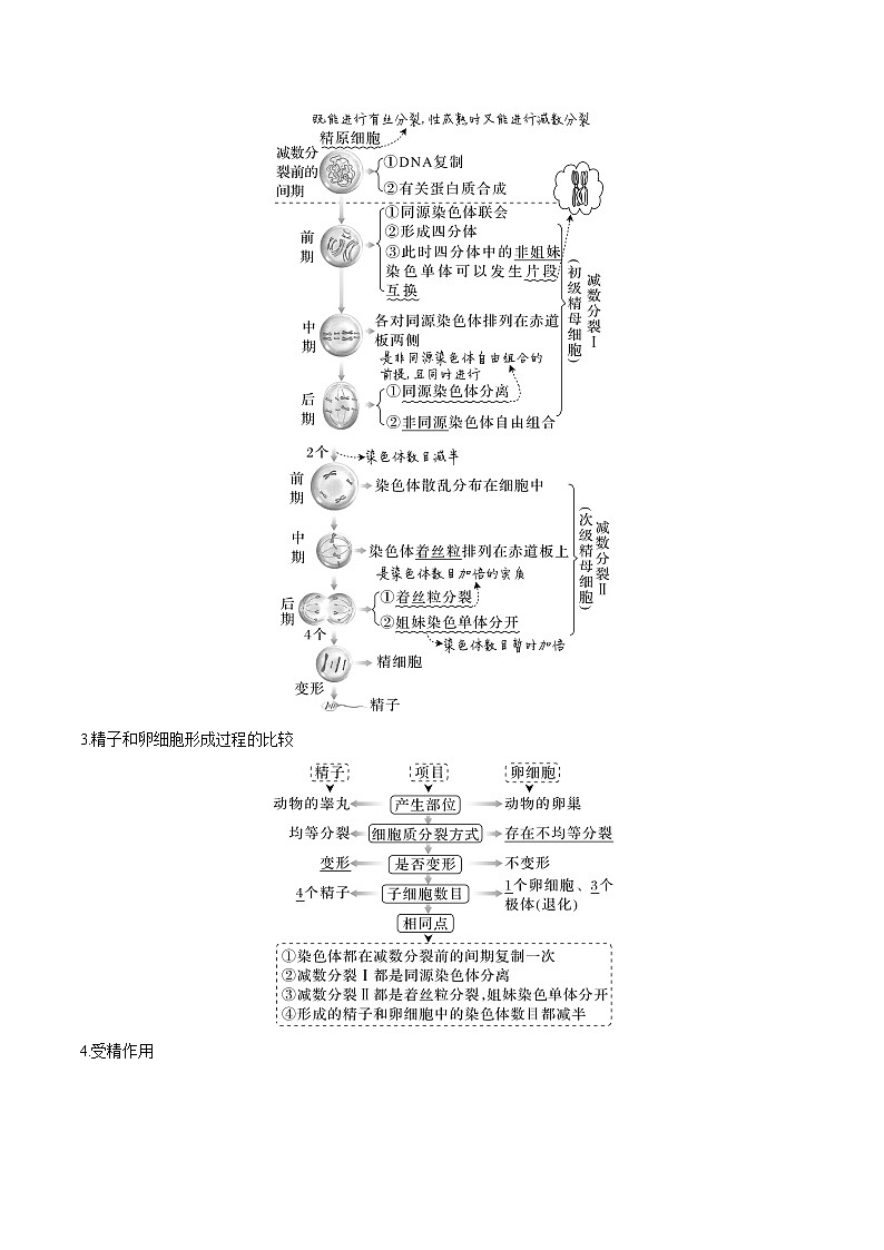 【备战2023高考】生物专题讲与练——考向08《减数分裂和受精作用》全能练(全国通用)(原卷版)第2页