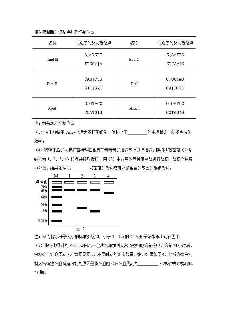 【备战2023高考】生物专题讲与练——考向28《基因工程及生物技术安全性与伦理问题》全能练(全国通用)(原卷版)第3页