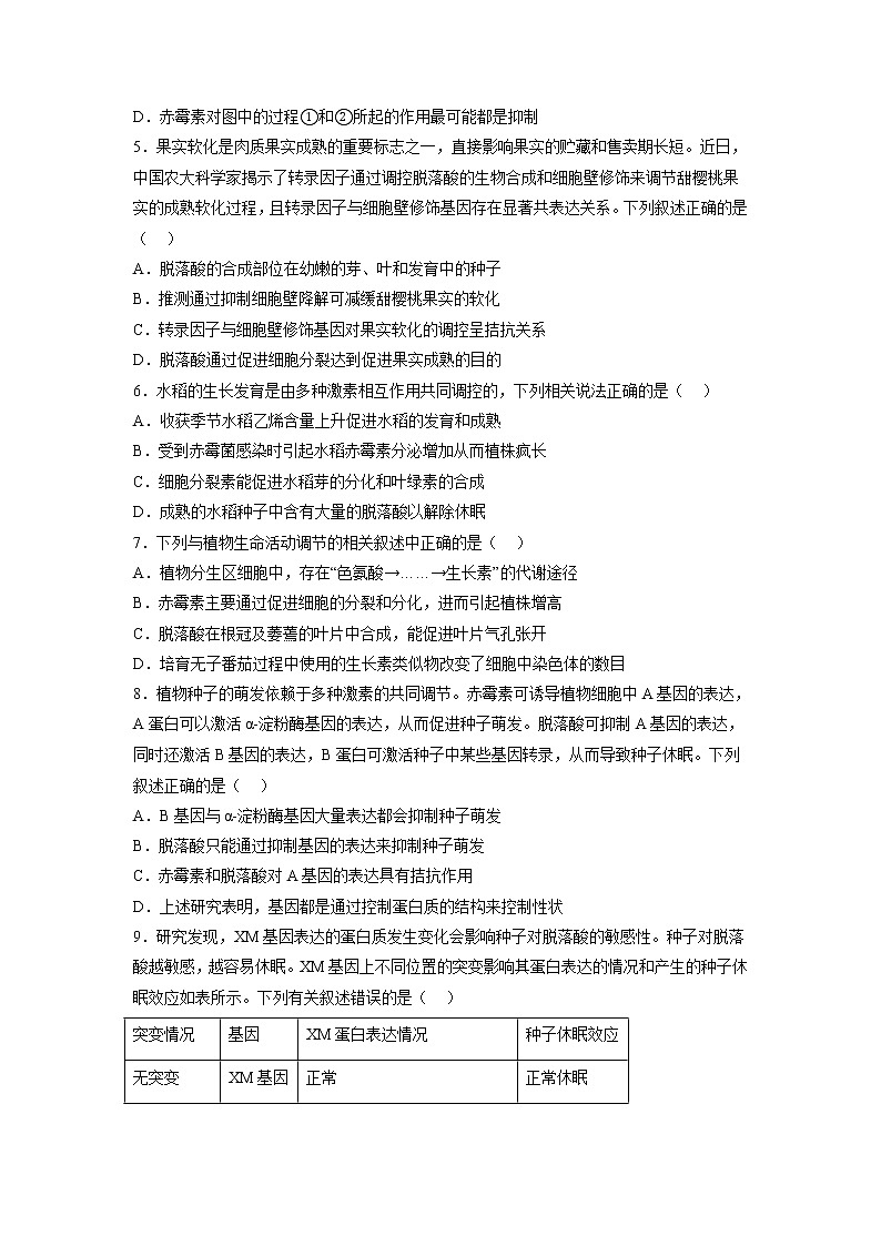 5.2 其他植物激素-高中生物 课件+练习(人教版2019 选择性必修1)02