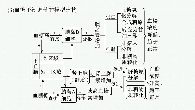 人教版高中生物选择性必修一激素调节的过程课件08