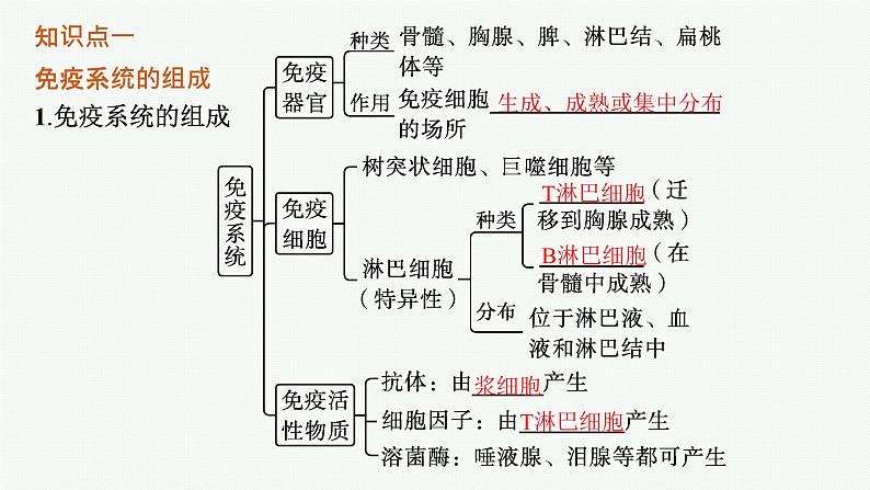 人教版高中生物选择性必修一免疫系统的组成和功能课件第5页