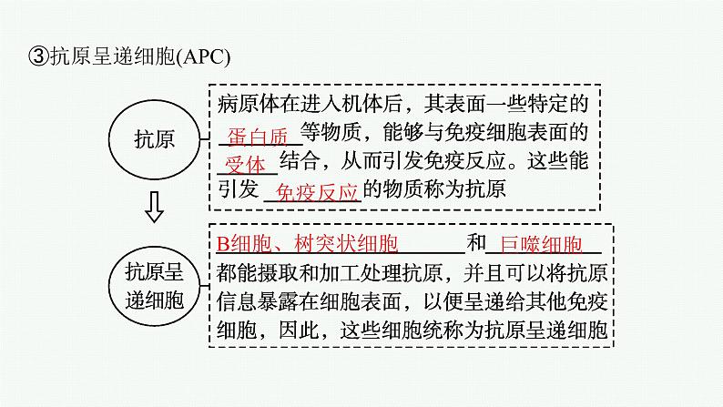 人教版高中生物选择性必修一免疫系统的组成和功能课件第8页